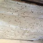 Woodworm Control