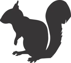 C2C Squirrel Control