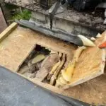 Honey Bee Removal North West