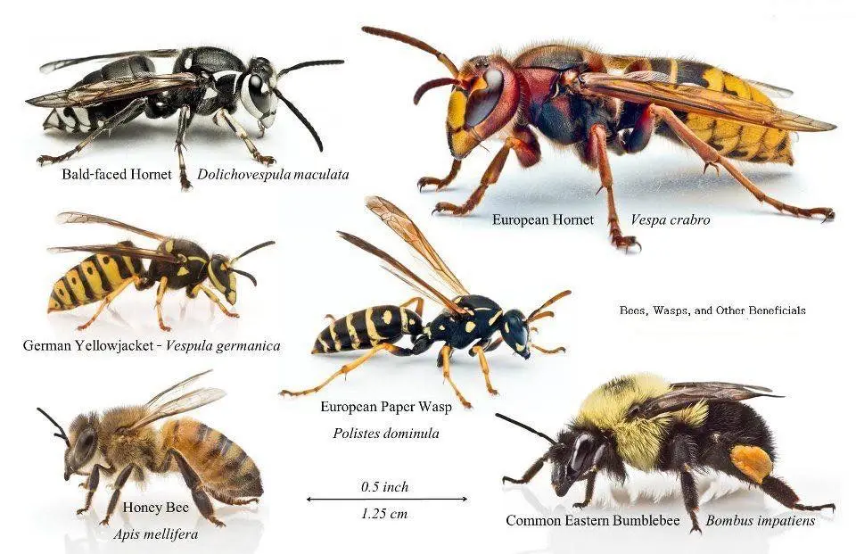 Bees and Wasps bee and wasp treatments from c2c pest control