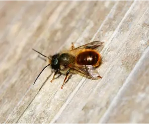 Masonry Bees Manchester & Tameside