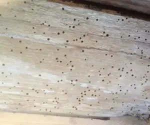 Woodworm Solutions in the North West.