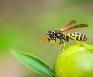 Wasp Nest Removal Tameside