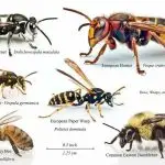 Wasp & Bee Identification