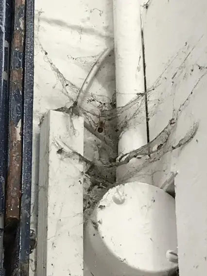False Widow Spider Identified in Ashton-Under-Lyne