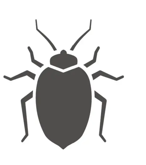 bedbug treatments from c2c pest control