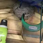 Wasp Nest in Shed
