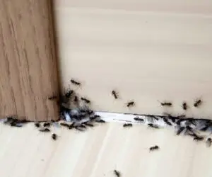 Ant Removal Tameside – Tameside Pest Control