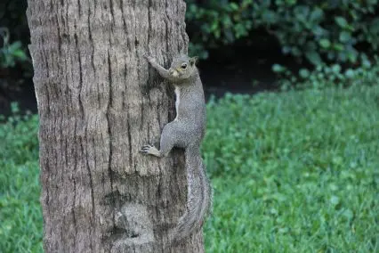 Squirrel mating season can cause damage in roof spaces.