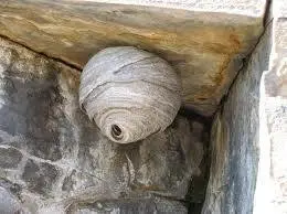 wasp nest wasp nest treatments from C2C Pest Control and Environmental