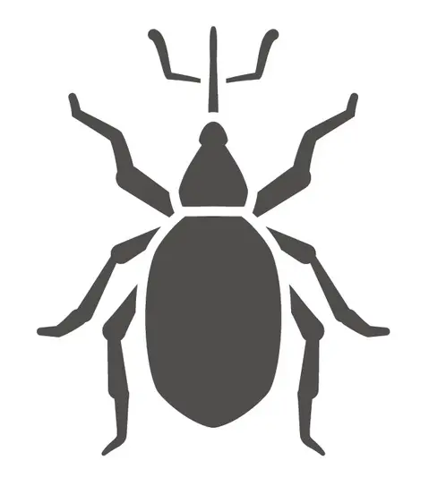 beetles and carpet beetle treatment from C2C pest control