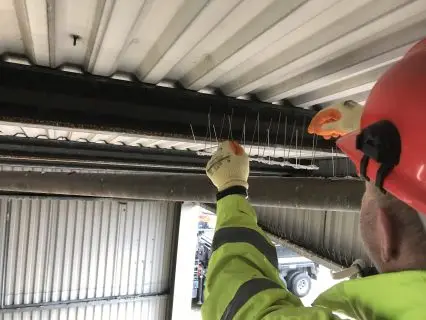Professional Bird Control Service.