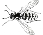 C2C Pest Control and Environmental Services