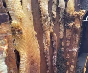 Honey Bee Relocation North West