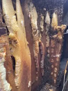 Honey Bee Removal north west