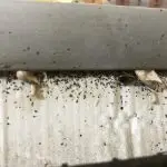 Cockroach Control