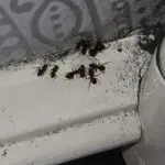 Tameside Ant Removal