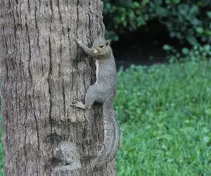 Squirrel mating season can cause damage in roof spaces.