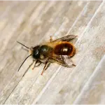 Masonry Bee