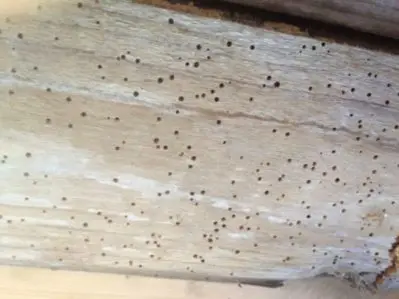 Woodworm Solutions in the North West.