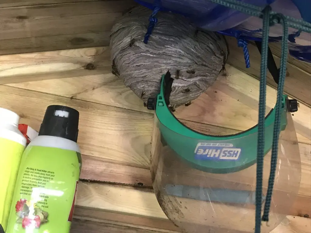 Wasp Nest in Shed
