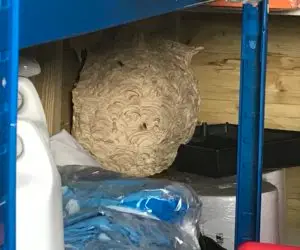 Giant Wasp Nest Discovered