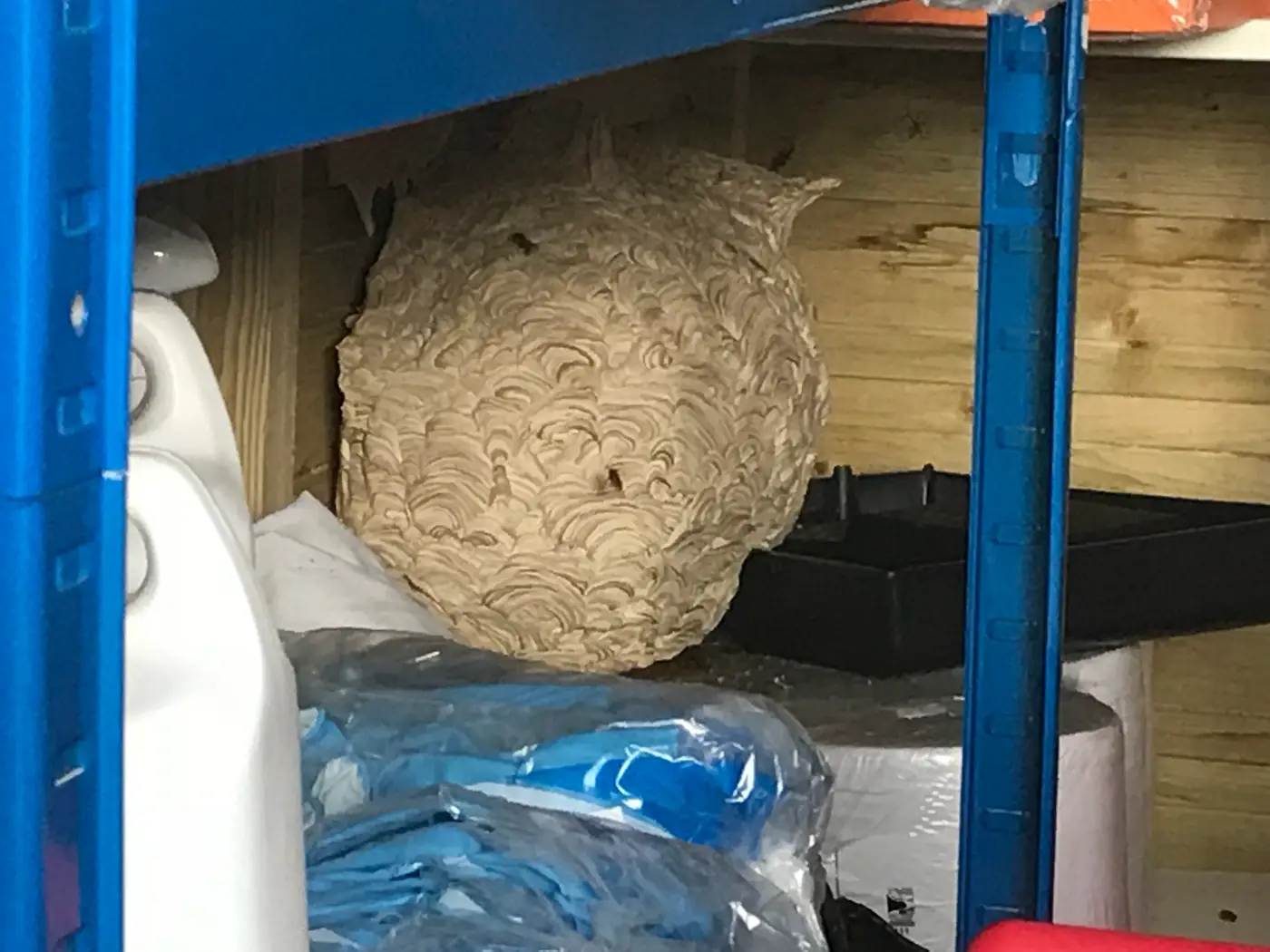 Giant Wasp Nest Discovered